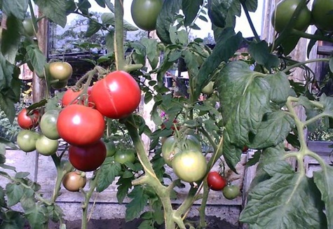 pommes de terre tomates dans le jardin