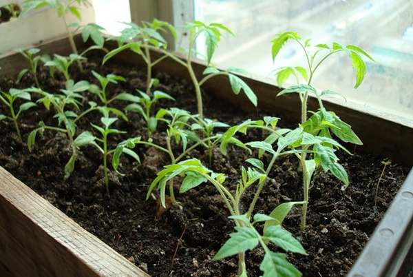 plántulas de tomate en el balcón