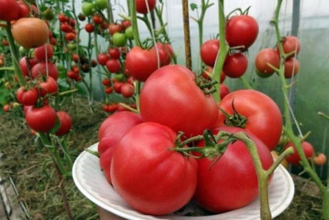 buissons de tomates framboise coucher de soleil