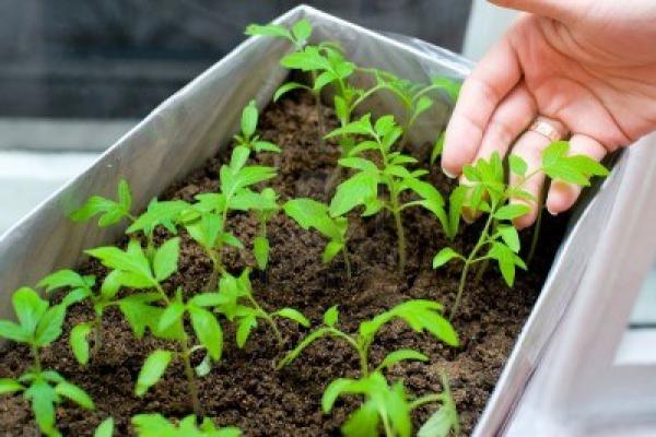 tomato seedlings