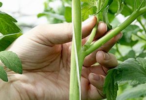 How to pinch tomatoes in the open field and in the greenhouse