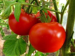 Ciri-ciri dan perihalan varieti tomato Marfushechka Dushechka