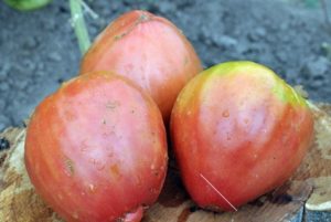 Description et caractéristiques des variétés de tomates de liane