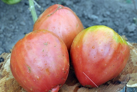 tomatenras Afrikaanse liaan