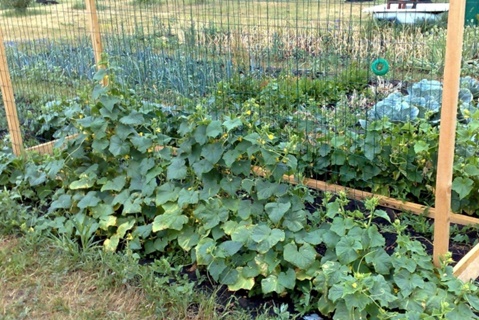 cucumbers in the garden