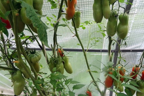 tomatenstruiken afrikaanse liaan