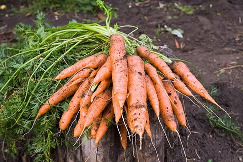 récolte de carottes