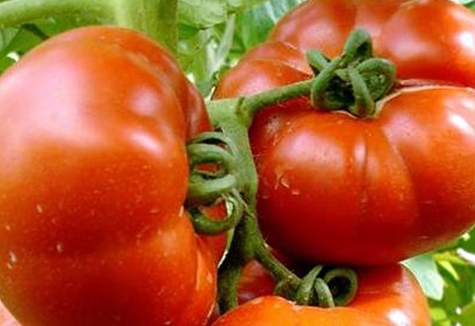 semak tomato Syurga kegembiraan