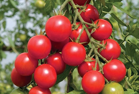 Arbustos de tomate Travieso en campo abierto