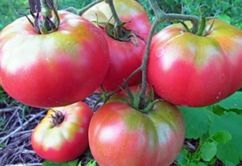 tomates supergéantes rose f1