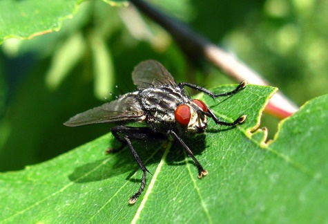 mosca de la col