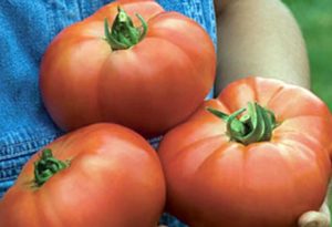 Description de la variété de tomate Beef Pink Brandy et en prendre soin