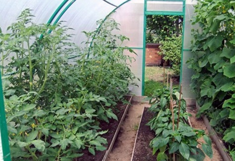 eggplant and pepper in one greenhouse