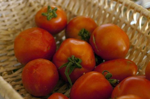 lécher les tomates dans un panier