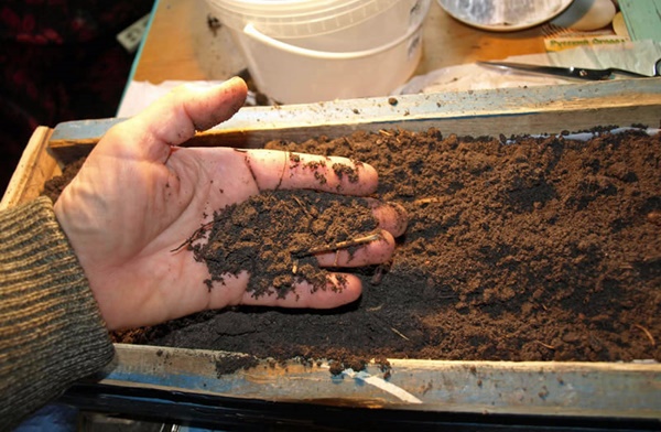 home que sosté terra per plantetes de tomàquet