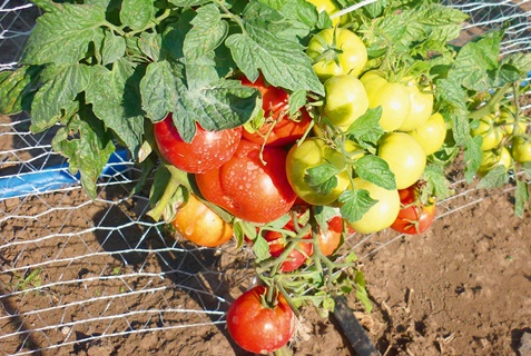 Les buissons de tomates à maturation précoce de Moscou