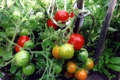 Moscú tomates de maduración temprana en campo abierto