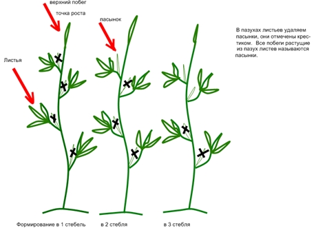 esquema de pellizcar tomates