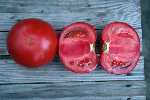 tomato kibo di dalam