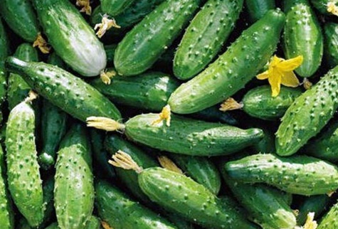 competitor cucumber