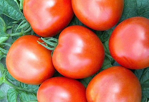 penampilan tomato jauh ke utara