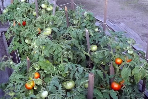 tomato far north in the open field