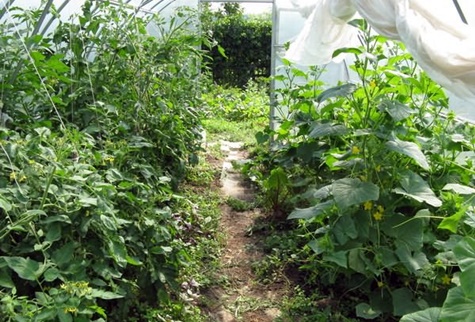 eggplant and cucumber in the greenhouse