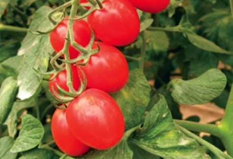 penampilan Katenka tomato