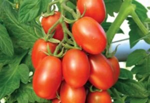 Penerangan dan ciri-ciri varieti tomato Katenka F1