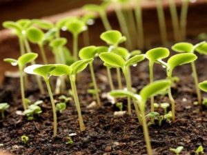 How to properly germinate tomato seeds before planting