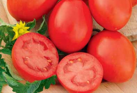 penampilan marusya tomato