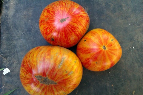 tomate rey de la belleza en la mesa