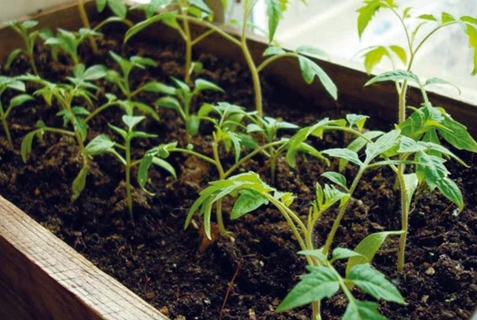 tomato seedlings