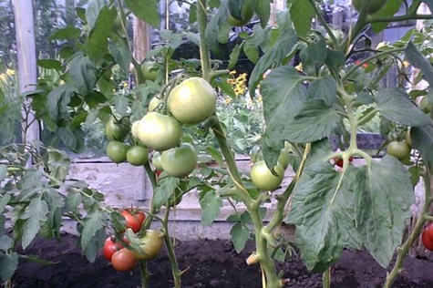 arbustos de tomate barriga