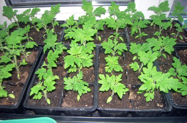 cherry seedlings in pots