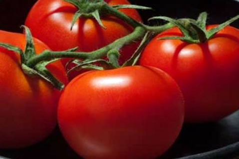 penampilan tomato 100 peratus f1