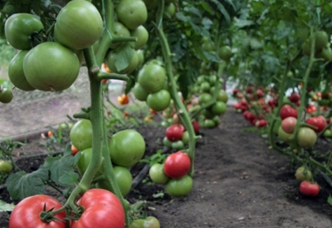 tomate kibo dans le jardin