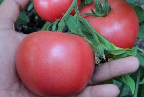 Tomates en gel rose en plein champ