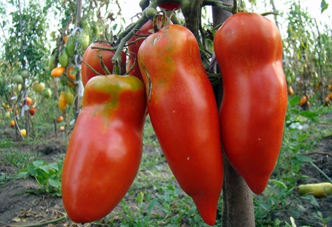 tomato Scarlet mustang di ladang terbuka