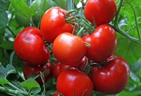 arbustos de tomate muñeco de nieve f1