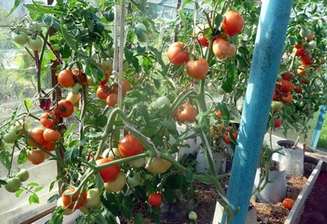 récolte de tomates