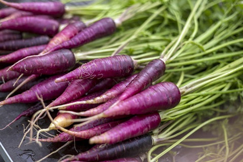 Carottes violettes dans le potager