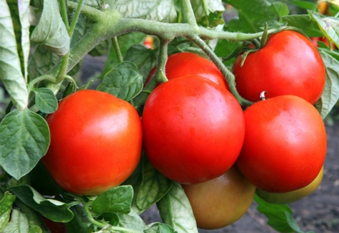 tomate muñeco de nieve f1 en el jardín