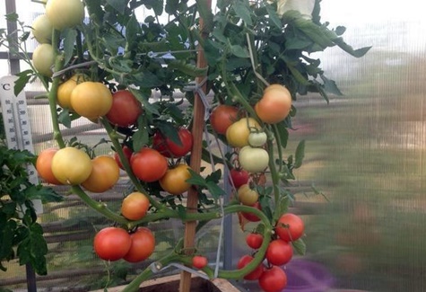 Tomate Framboise coucher de soleil dans le jardin