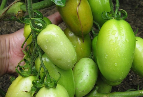 bombo tomates verdes