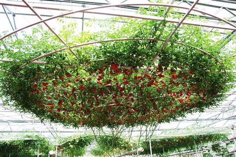 tomato tree Octopus F1