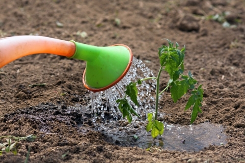 watering tomato