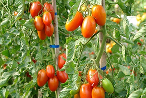 tomato marusia di kebun