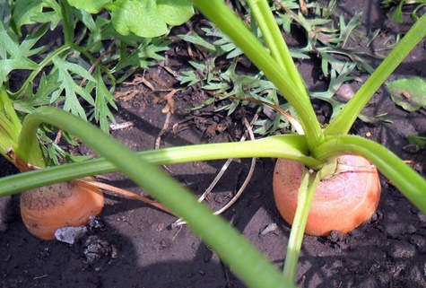 carrots in the garden