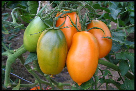 tomato hijau